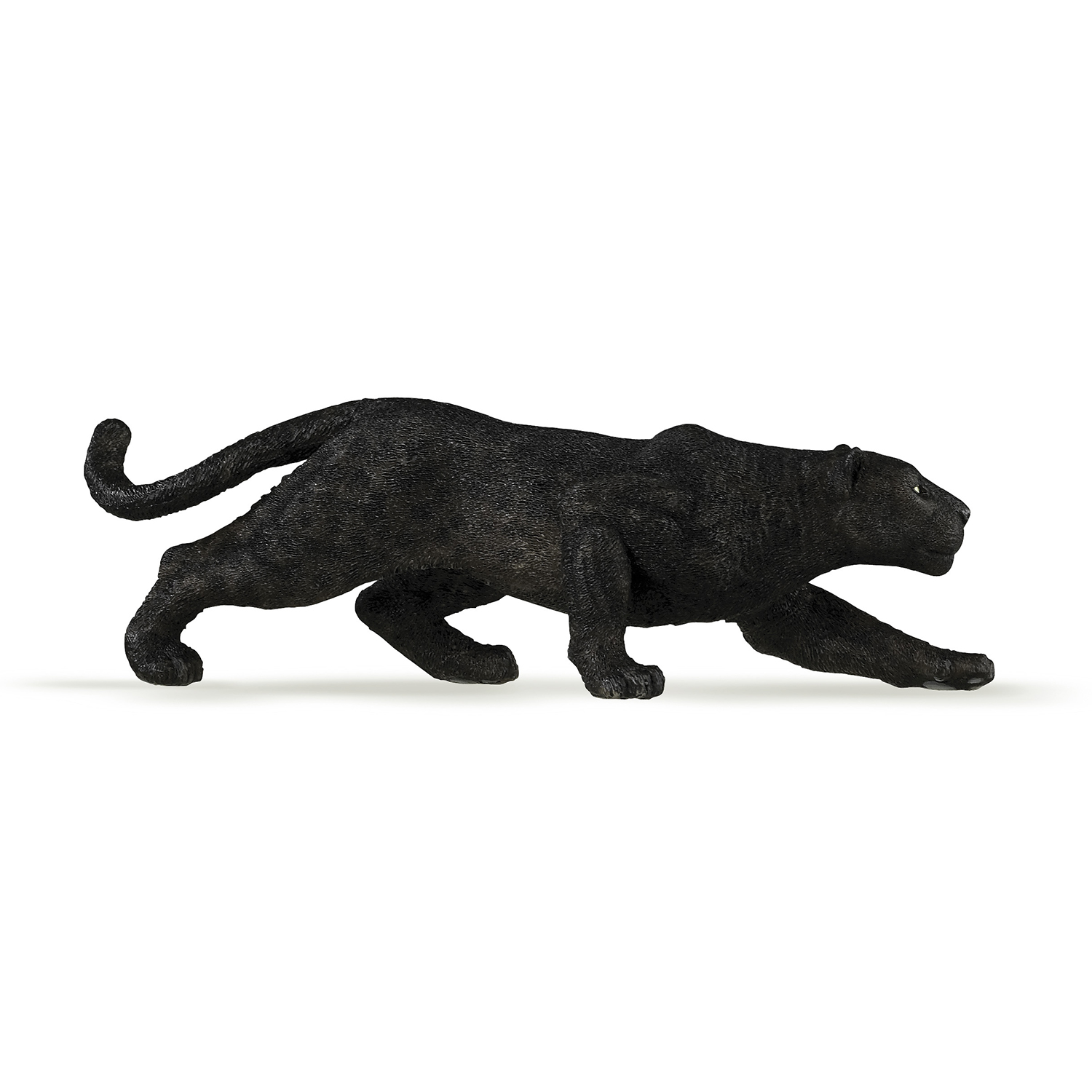 Black leopard