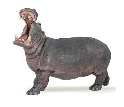 Hippopotamus
