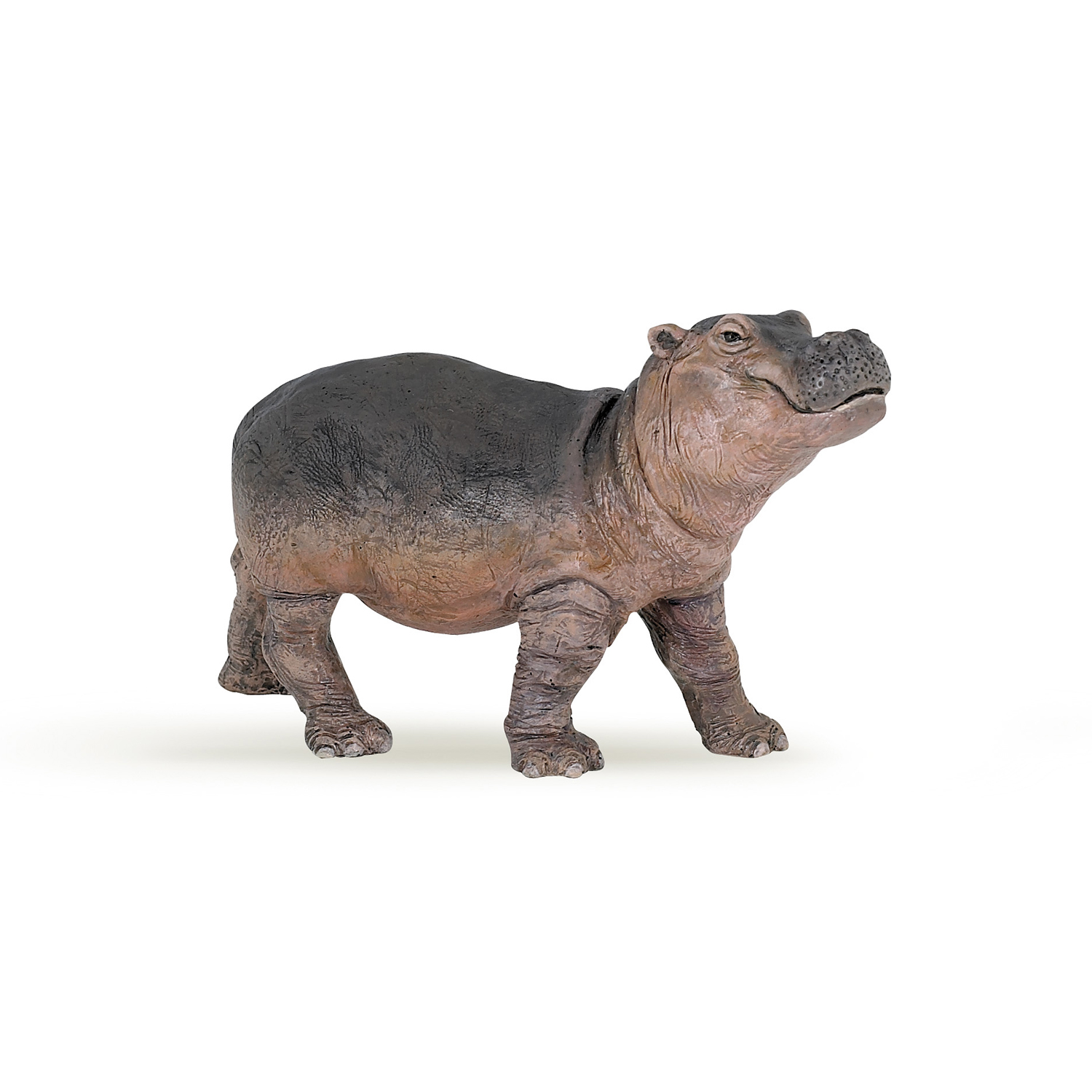 Hippopotamus calf