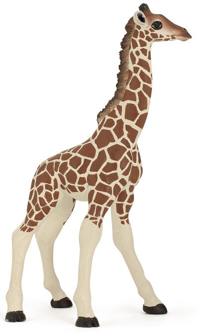 Giraffe calf