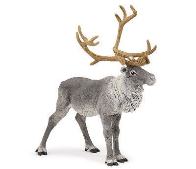 Reindeer