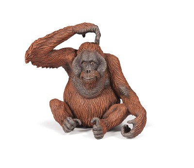 Orangutan