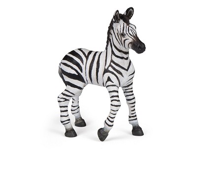 Zebra foal