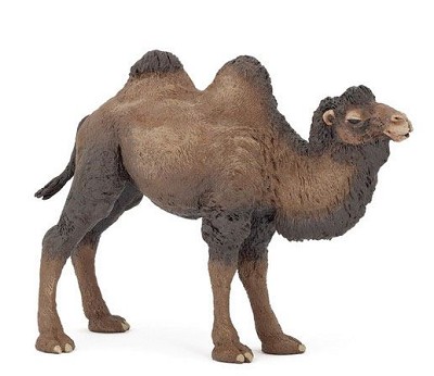 Bactrian camel