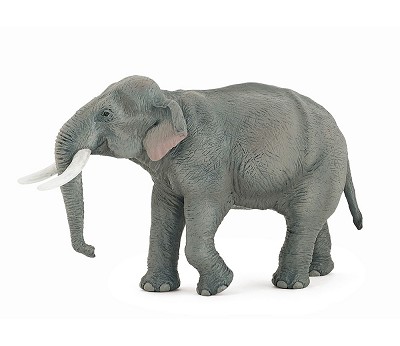 Asian elephant