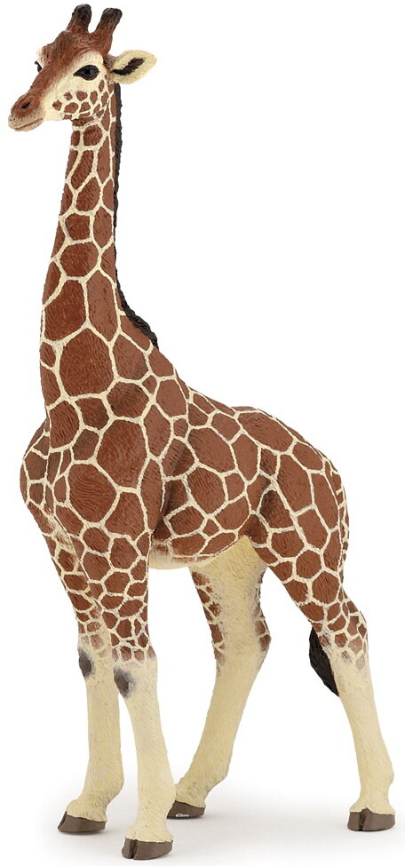 Giraffe male
