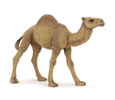 Dromedary