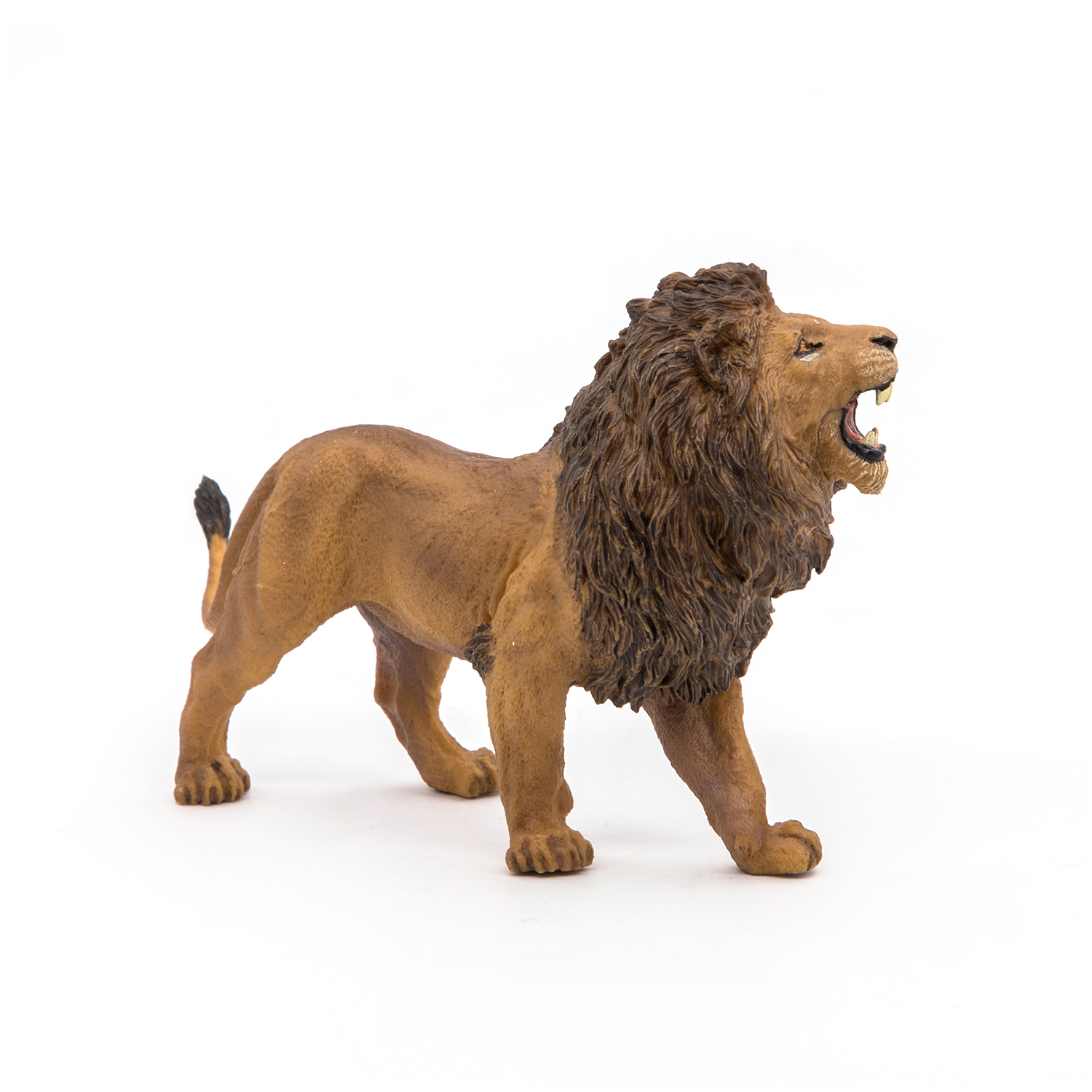 Roaring lion