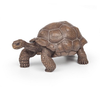 Galápagos tortoise
