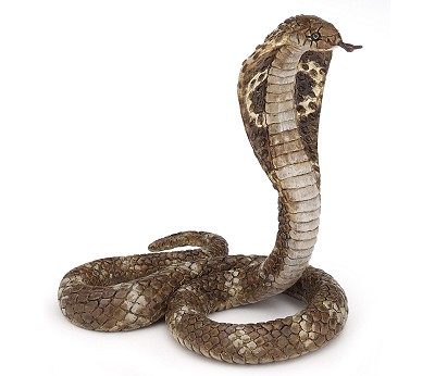 King cobra
