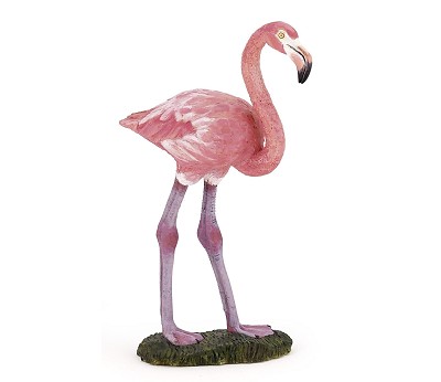 Greater flamingo