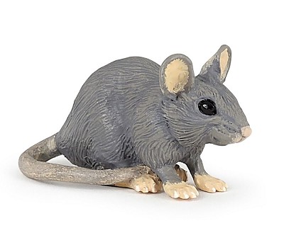 House mouse