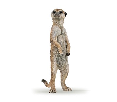 Standing meerkat