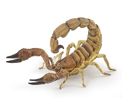 Scorpion