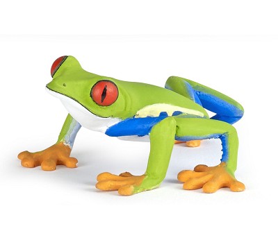 Red-eyed tree frog