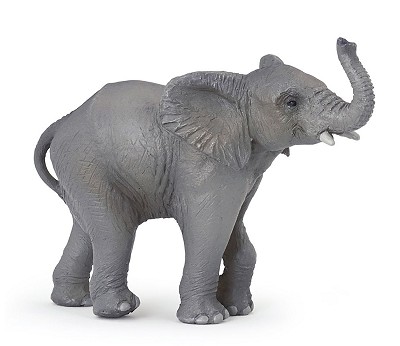 Young elephant