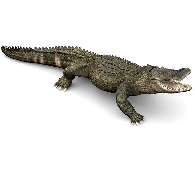 Alligator