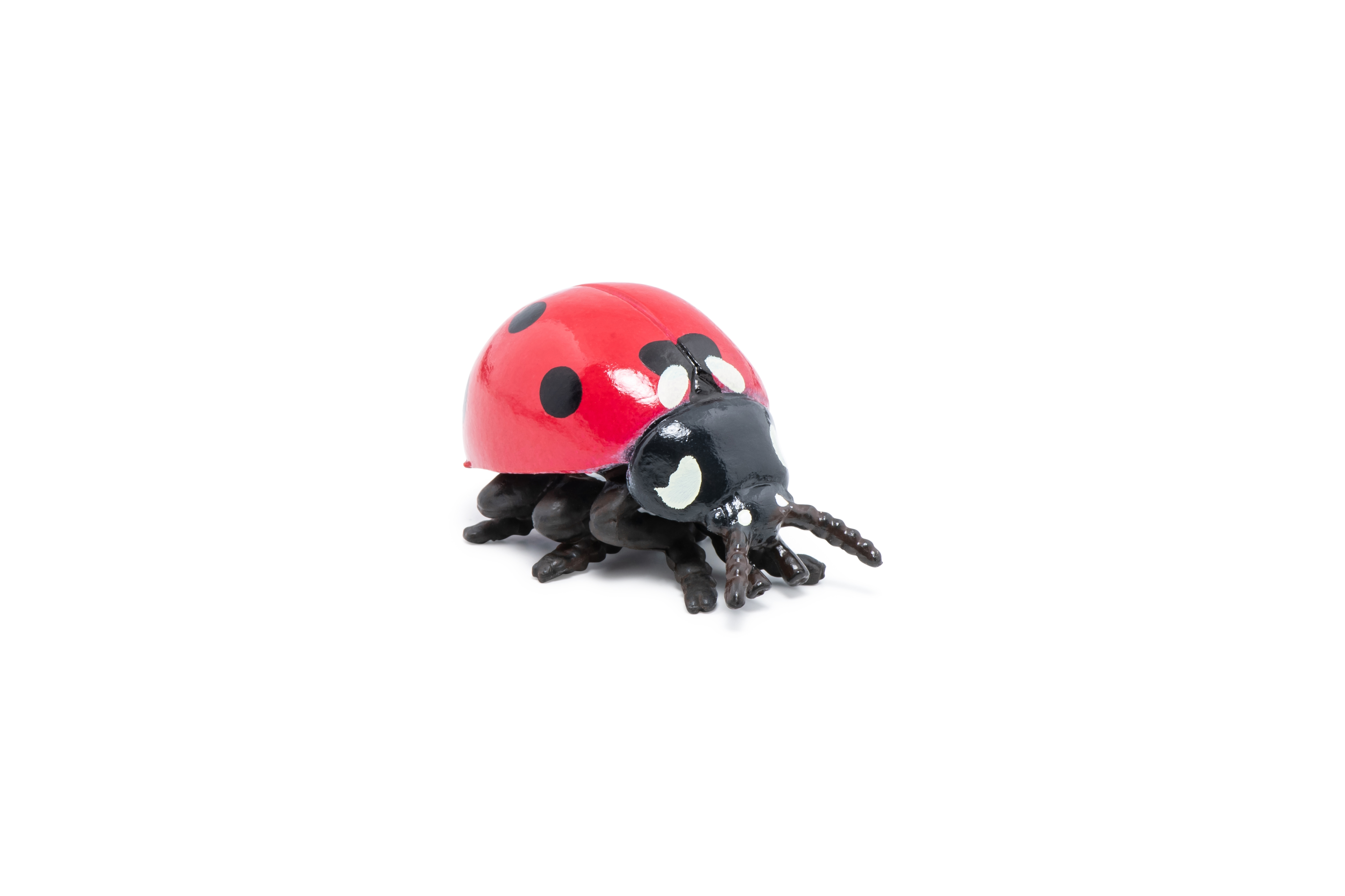 Ladybird