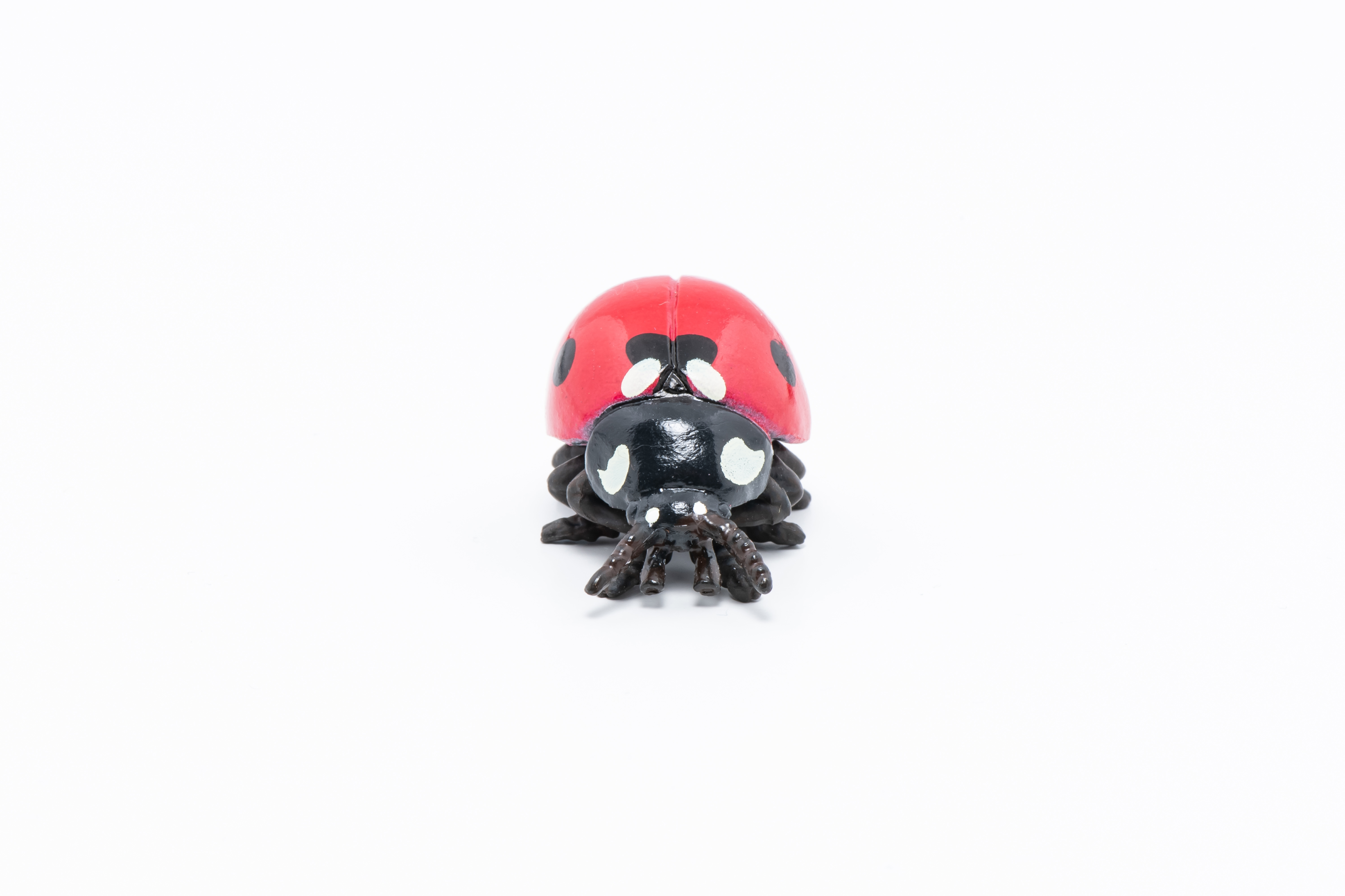 Ladybird