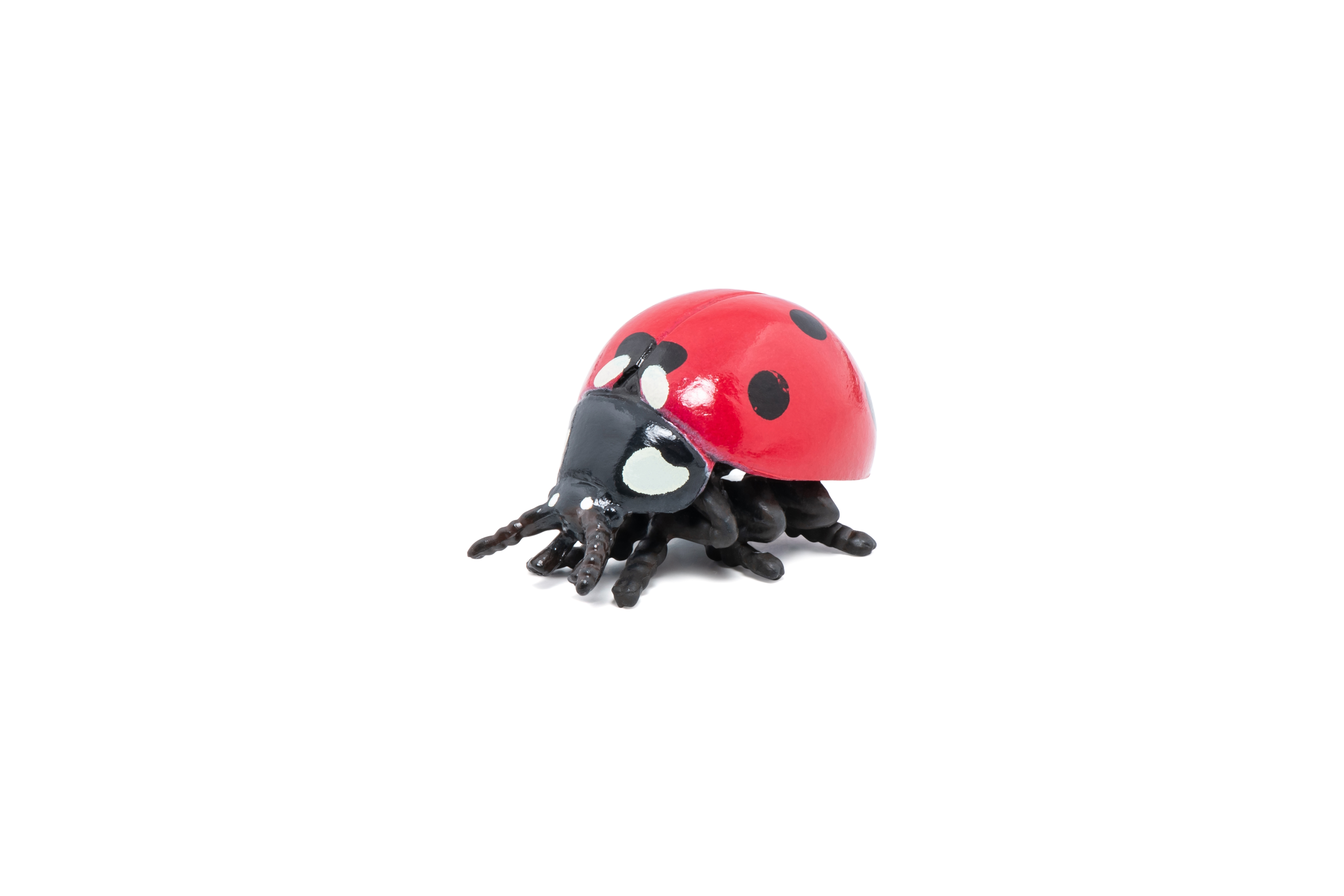 Ladybird