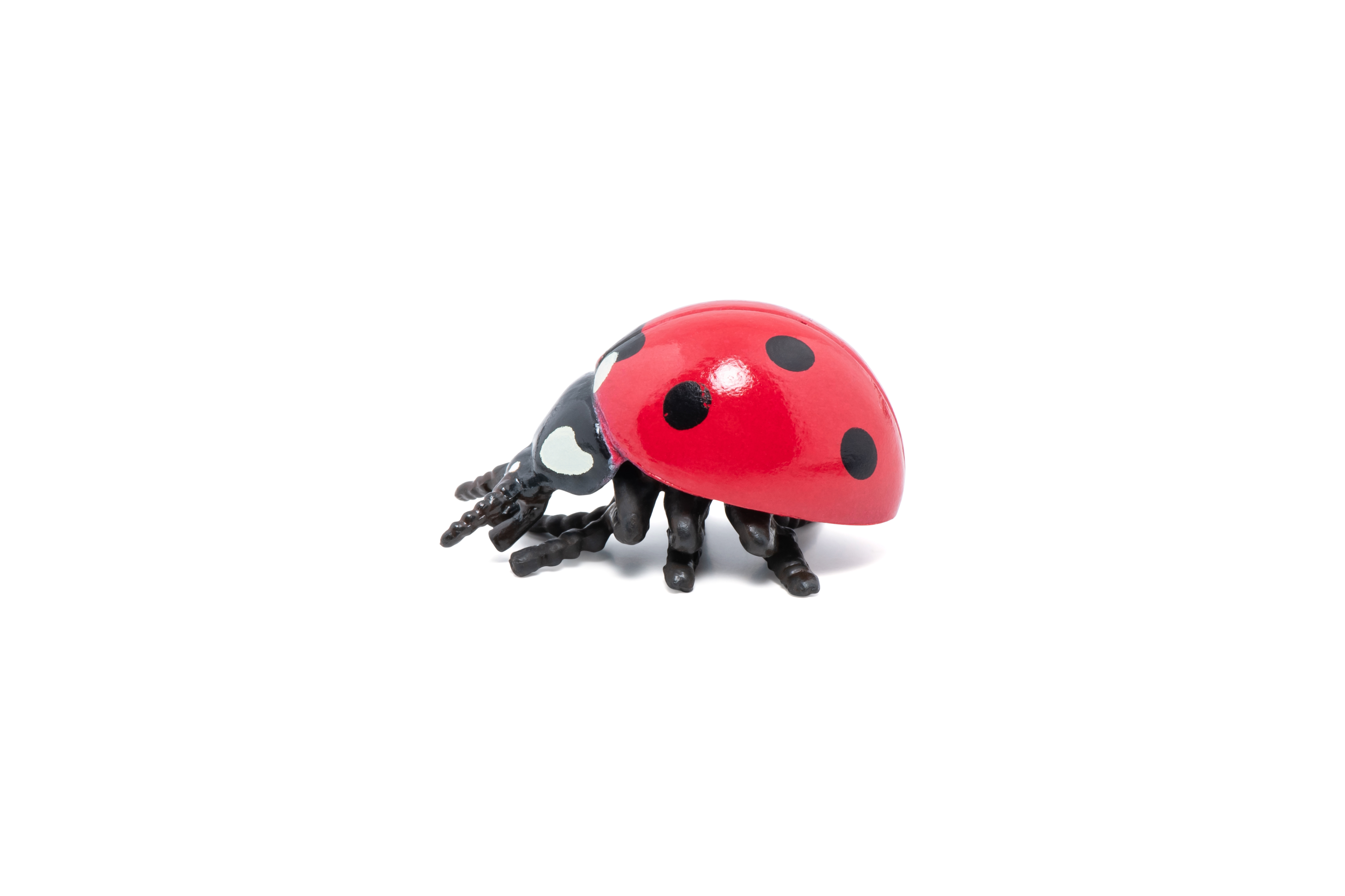 Ladybird