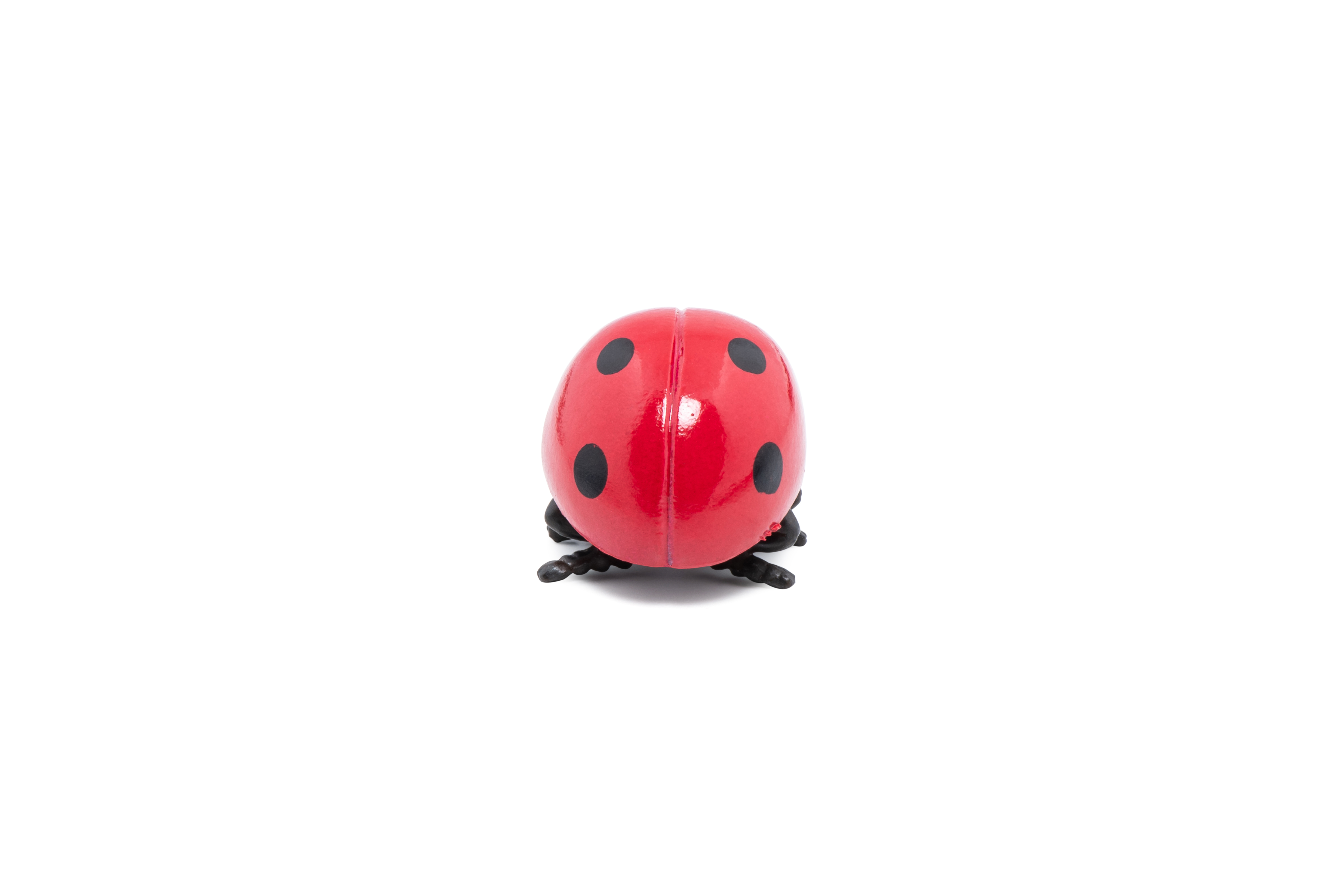 Ladybird