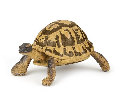Hermanns tortoise