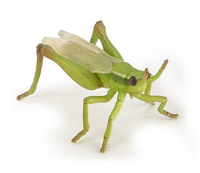 Grasshopper