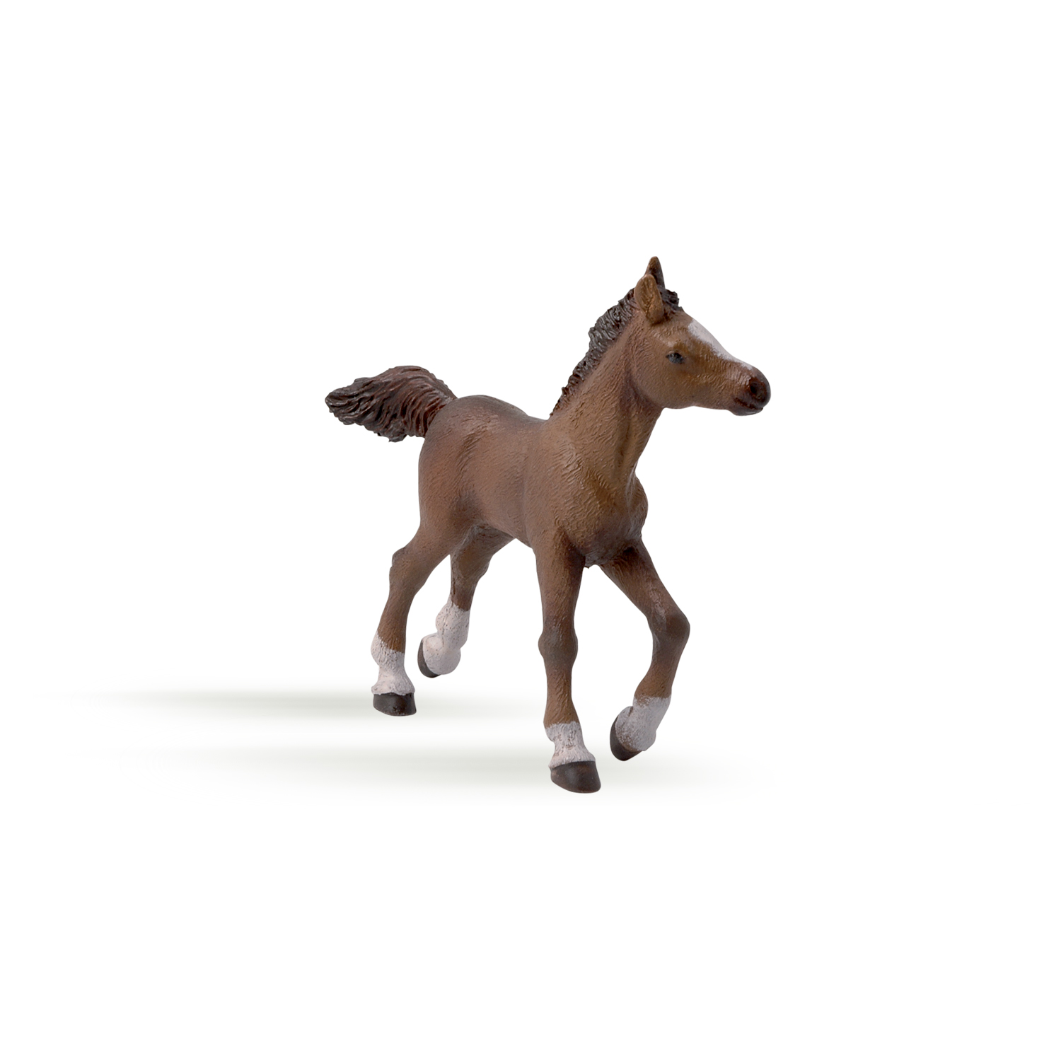 Anglo-Arab foal