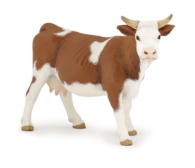 Simmental cow