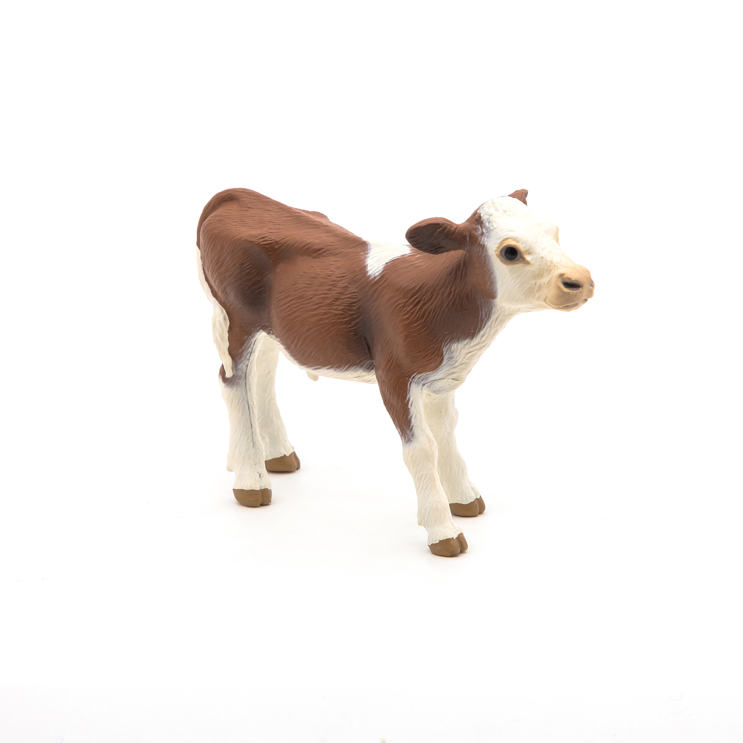 Simmental calf