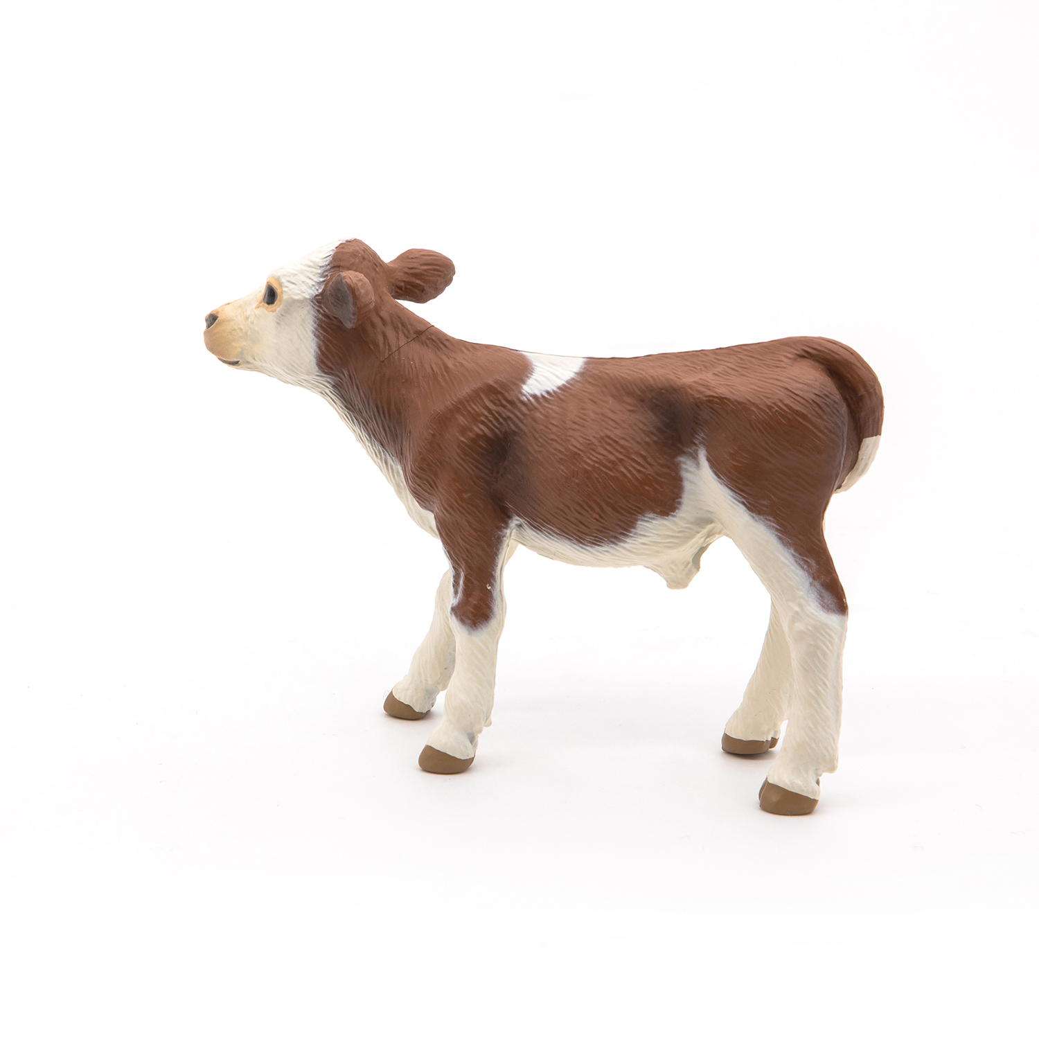 Simmental calf