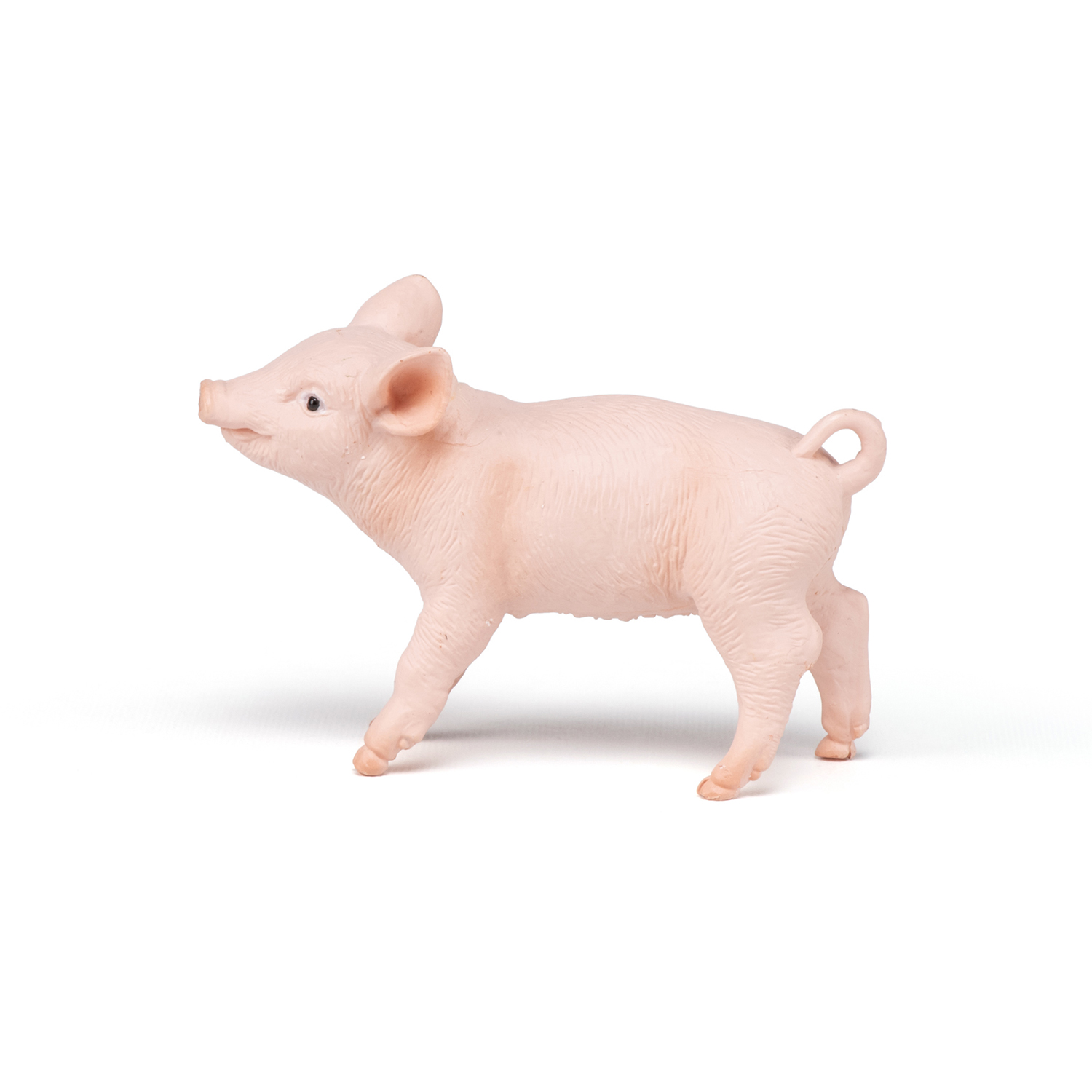 Female piglet