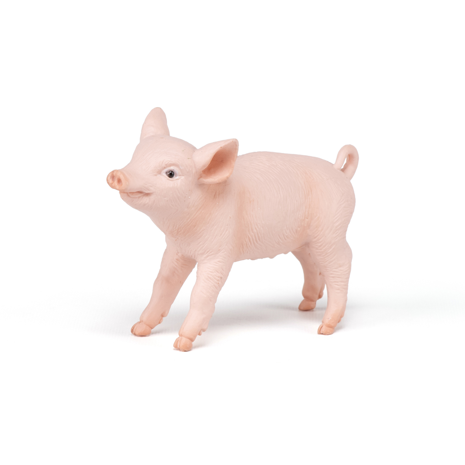 Female piglet