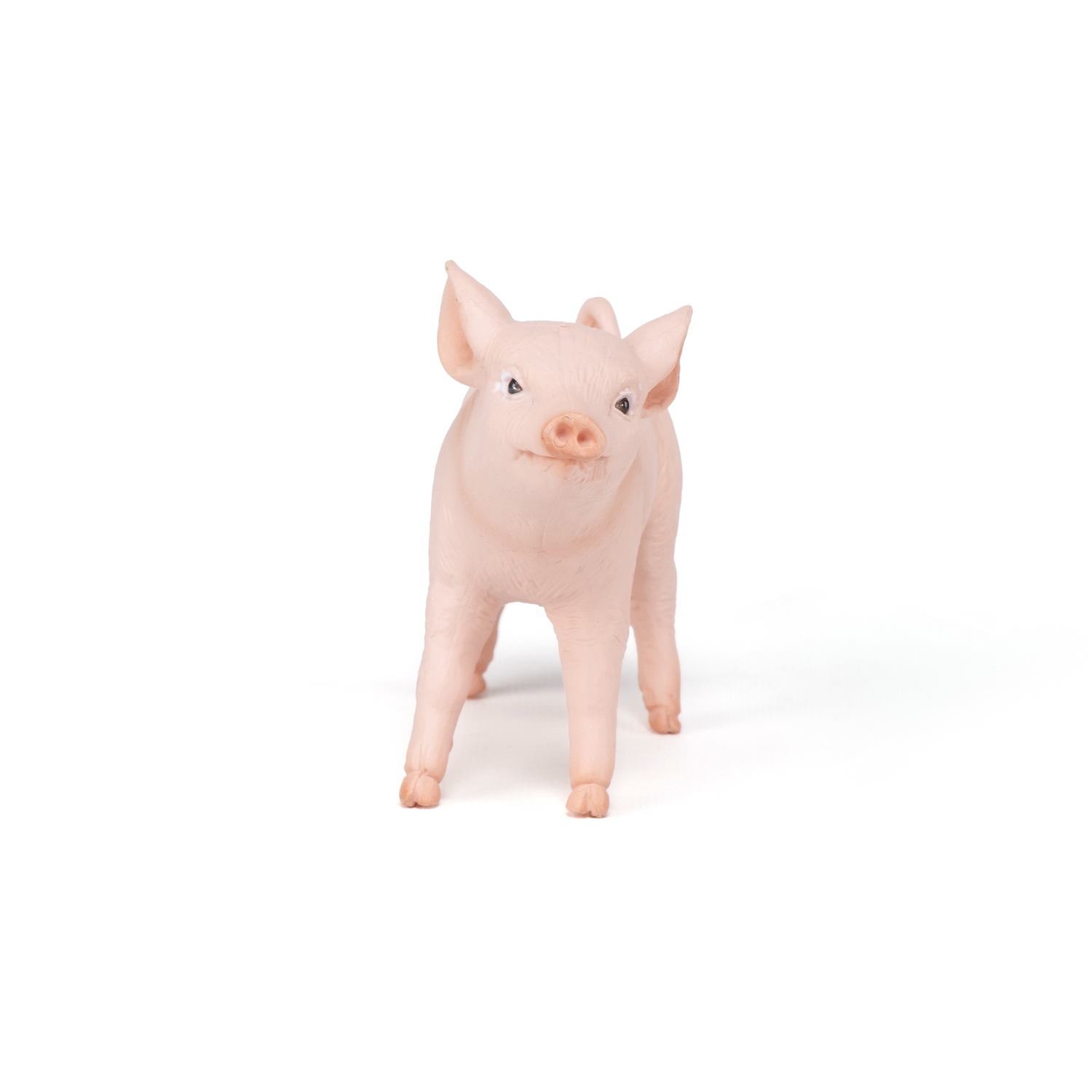 Female piglet