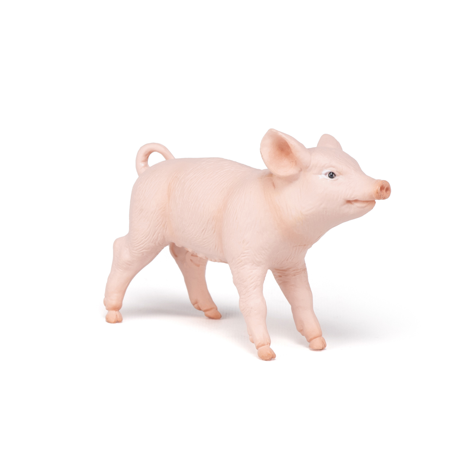 Female piglet