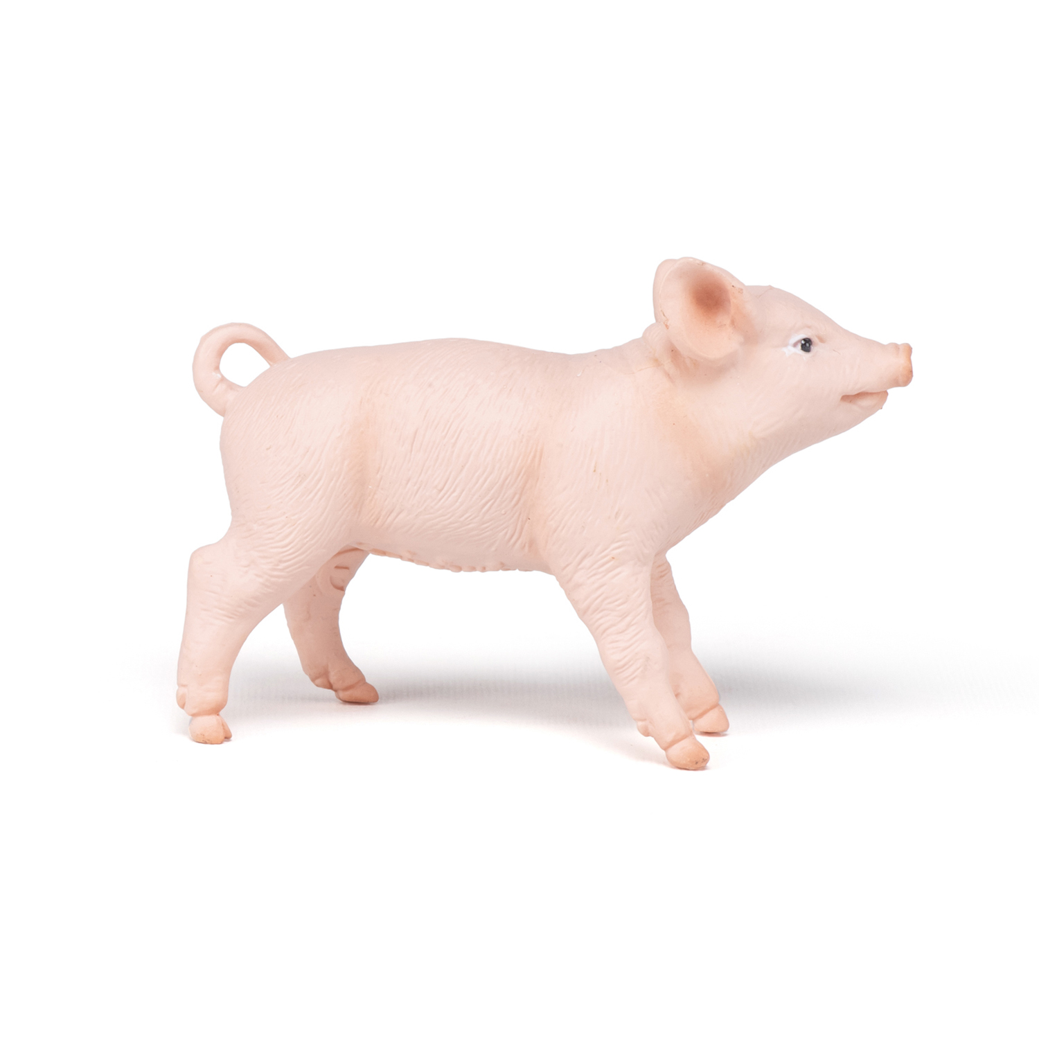 Female piglet