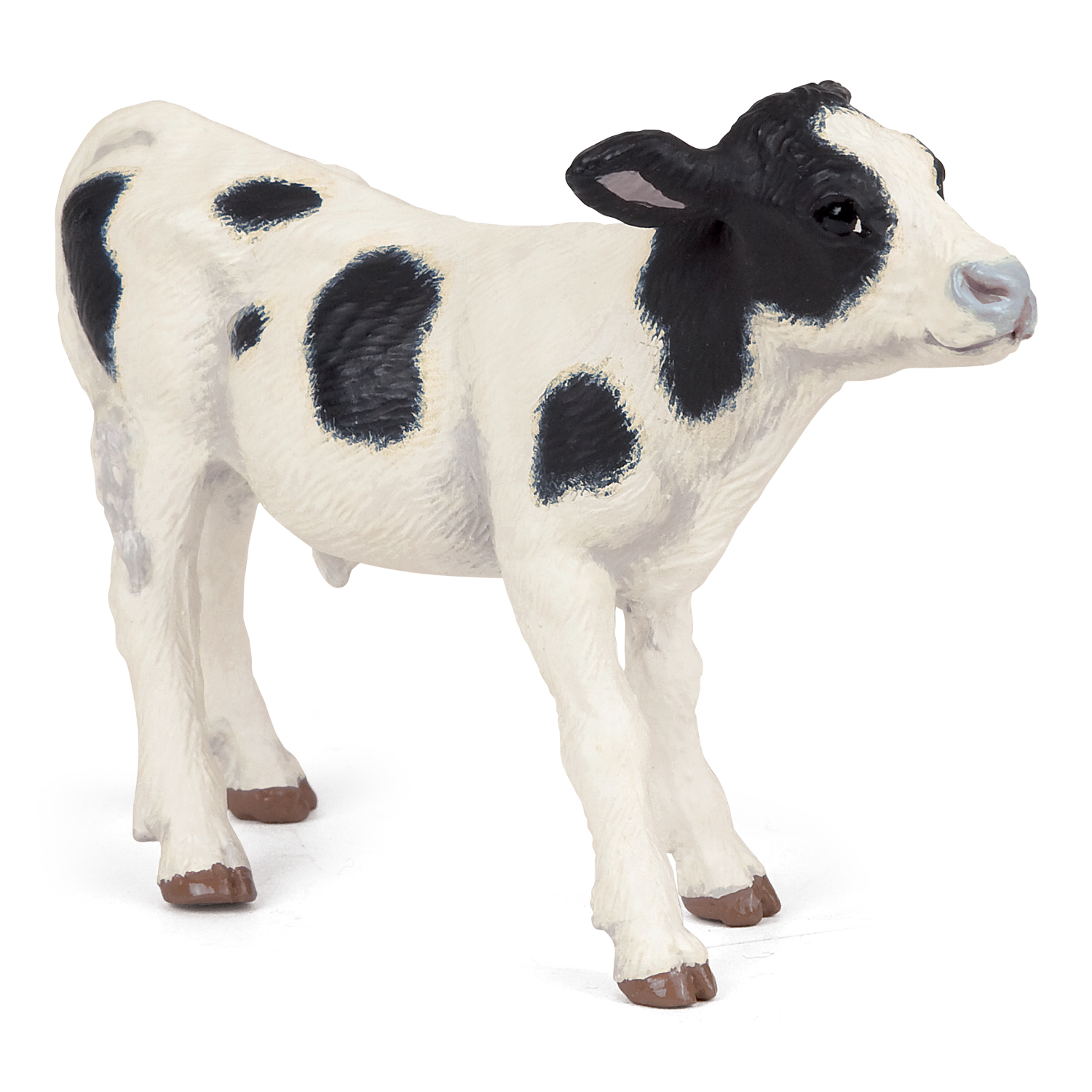 Black and white calf