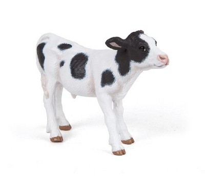 Black and white calf