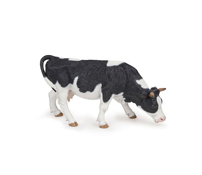 Grazing black and white cow