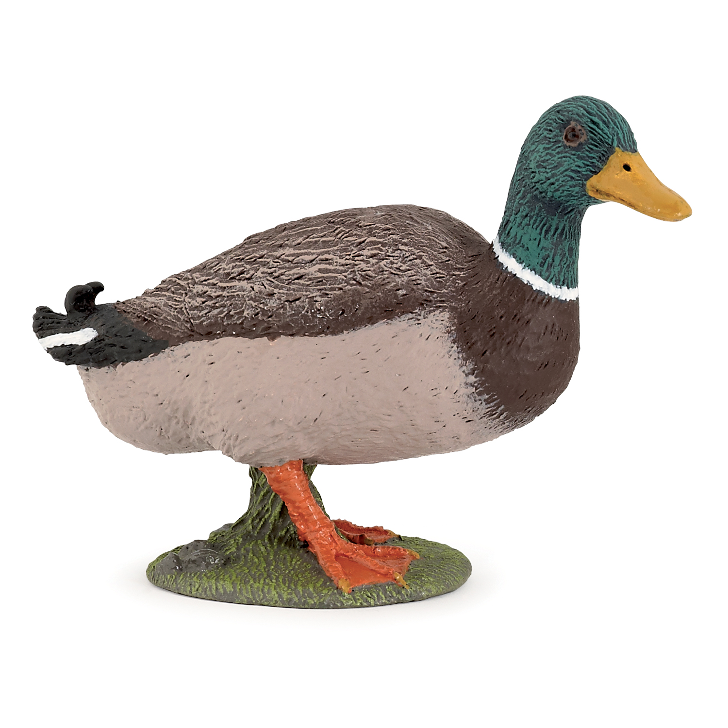 Mallard duck