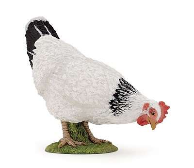 Pecking white hen