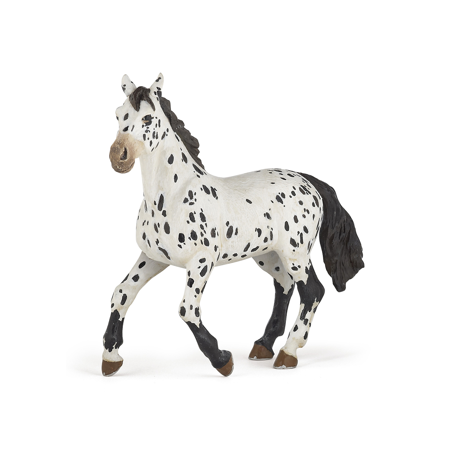 Black appaloosa horse