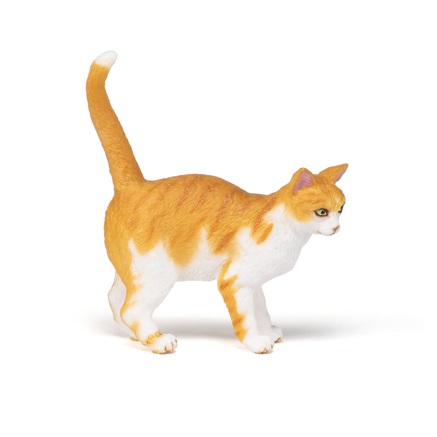 Red cat