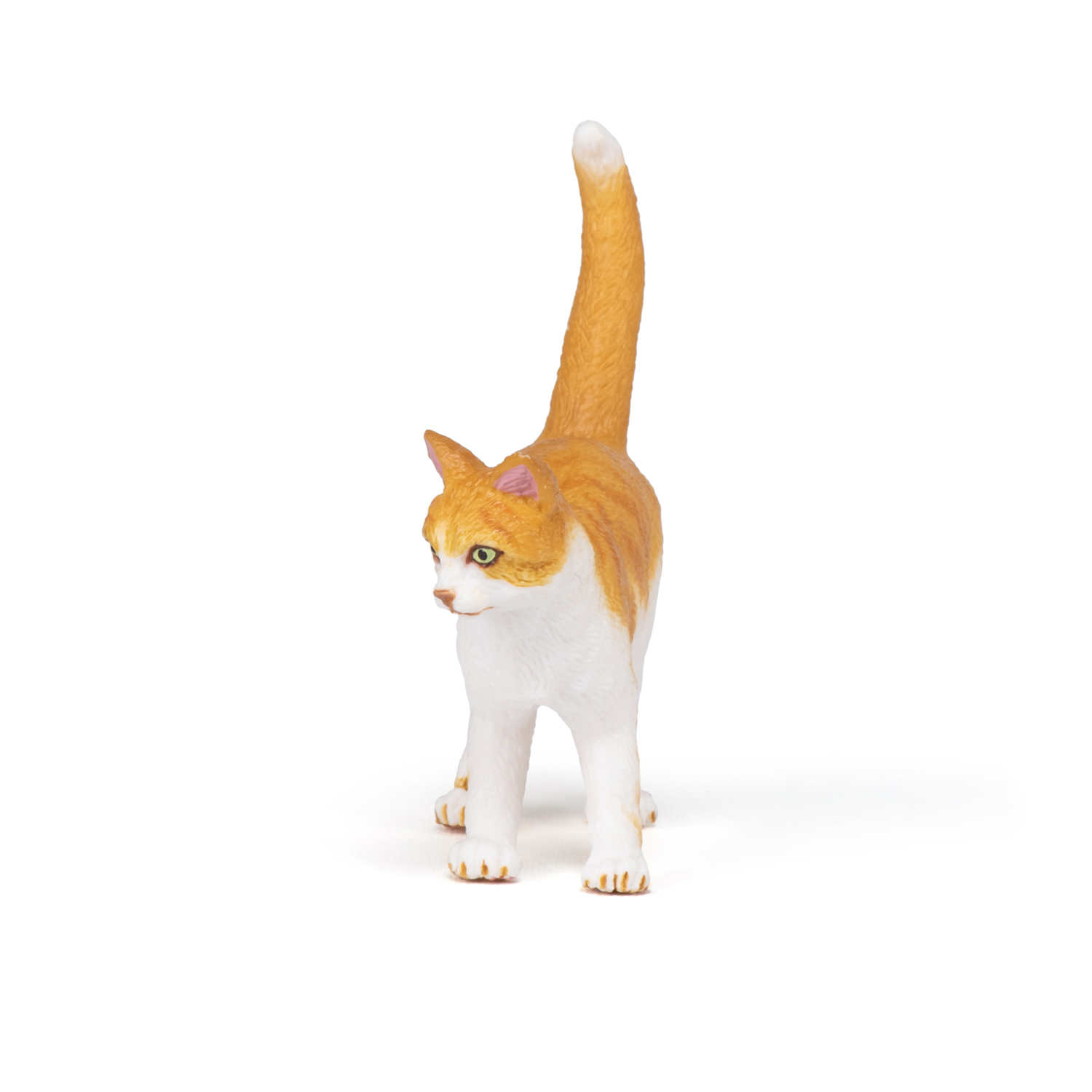 Red cat