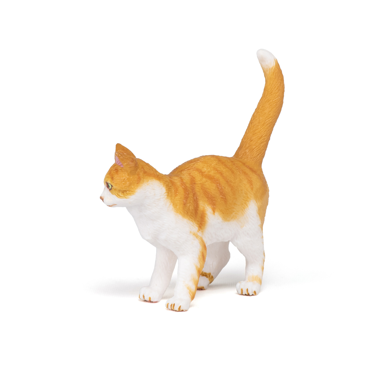 Red cat