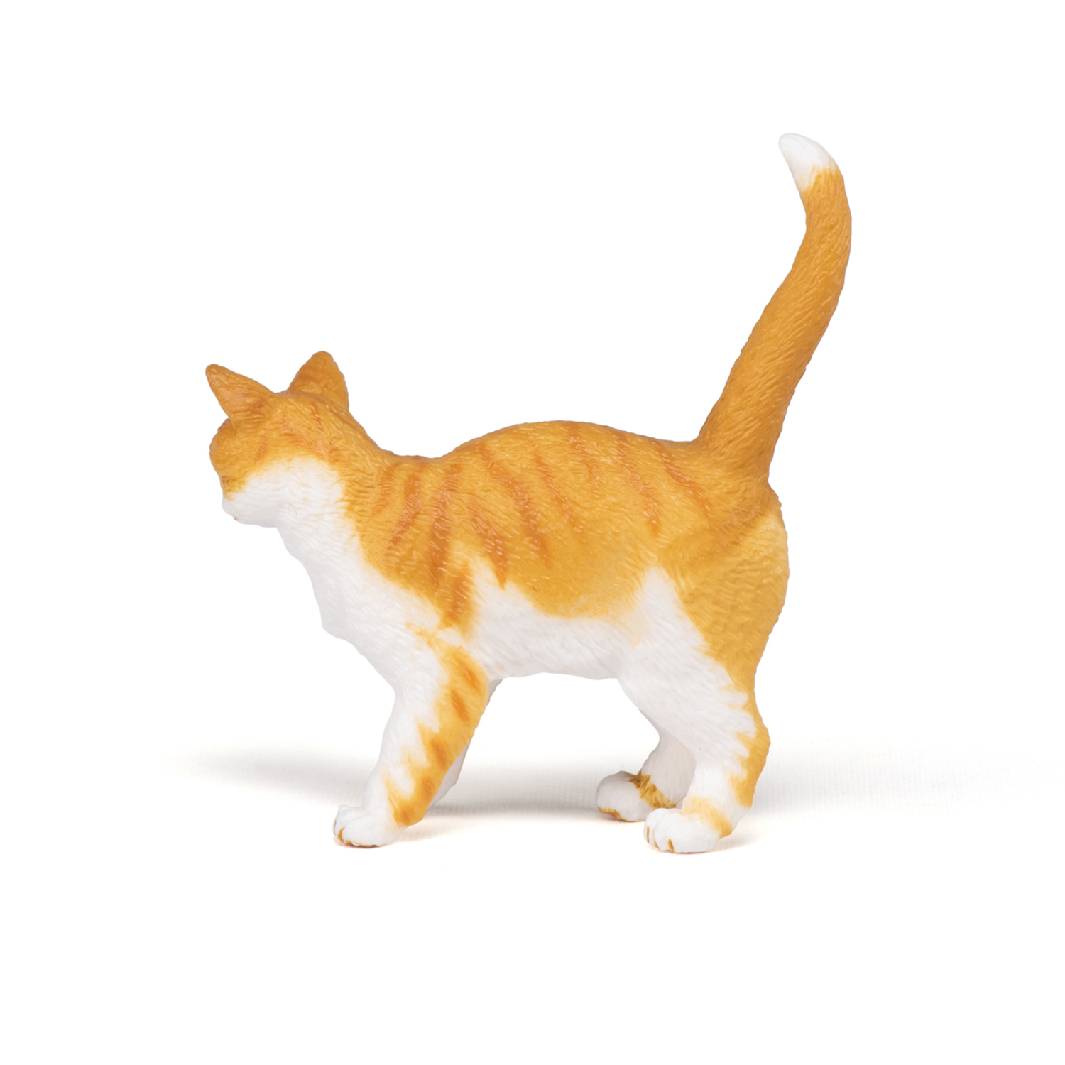 Red cat