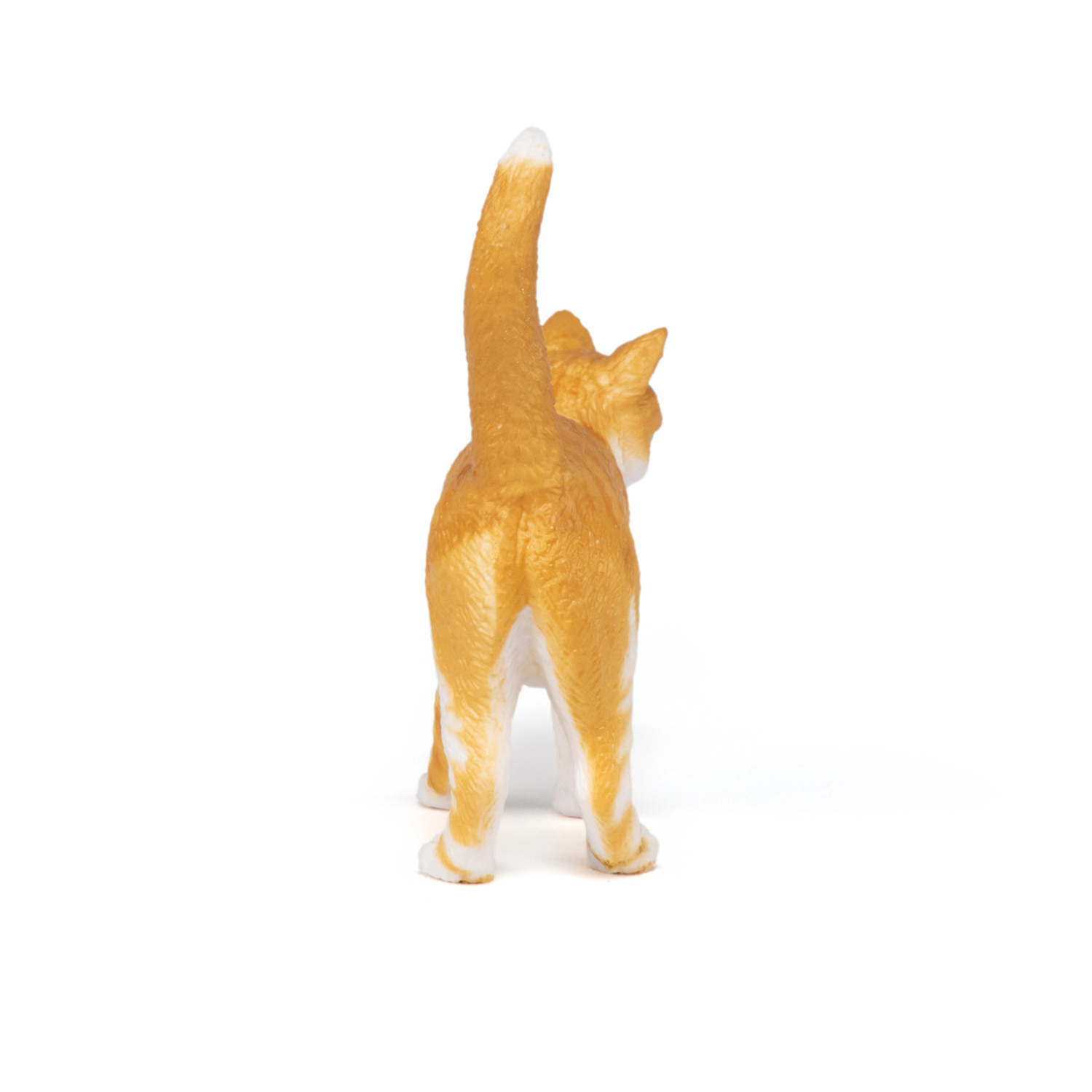Red cat