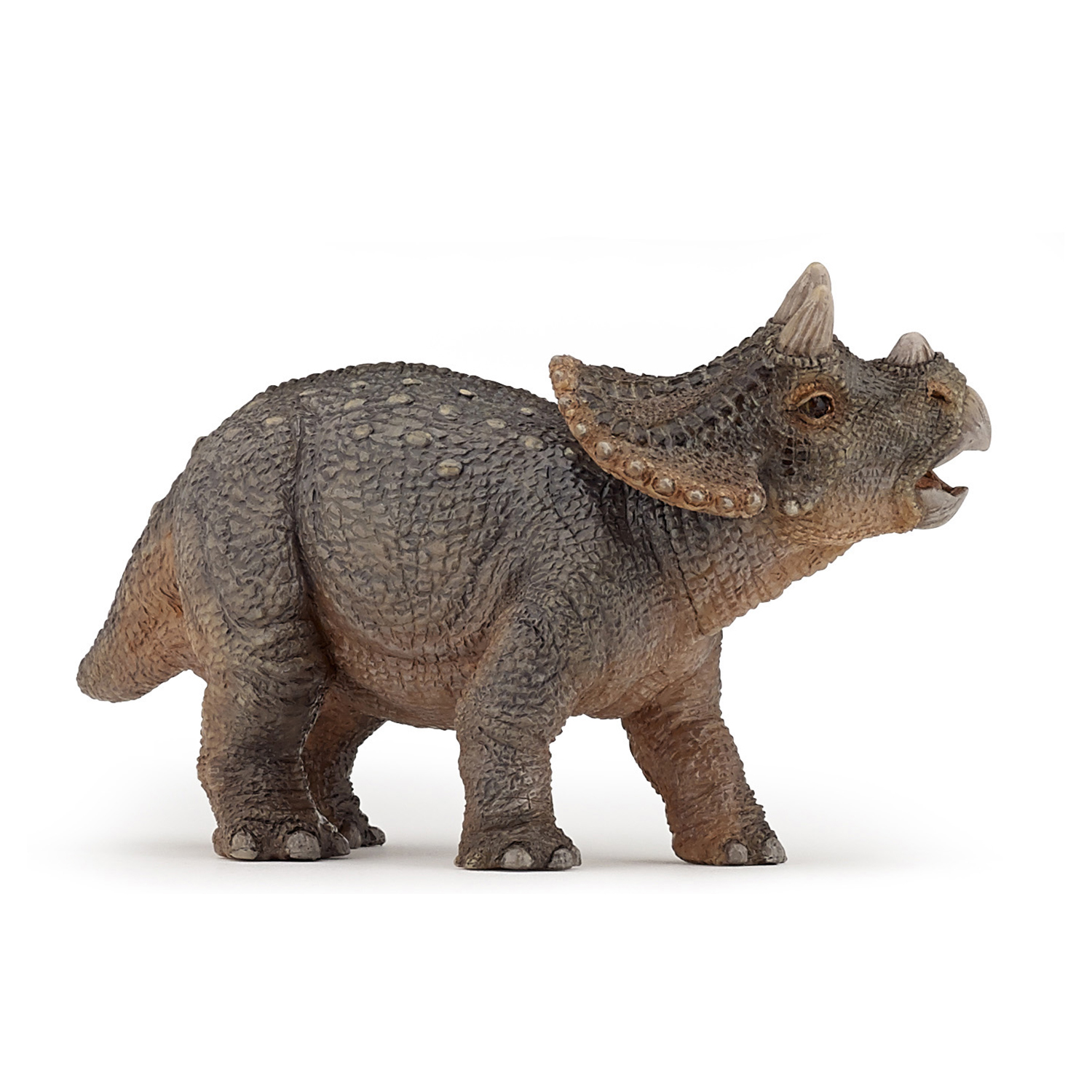 Young triceratops