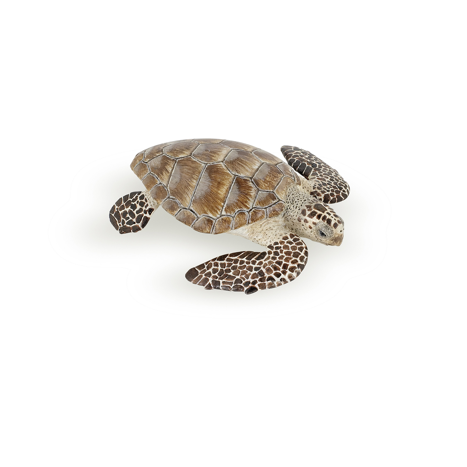 Loggerhead turtle